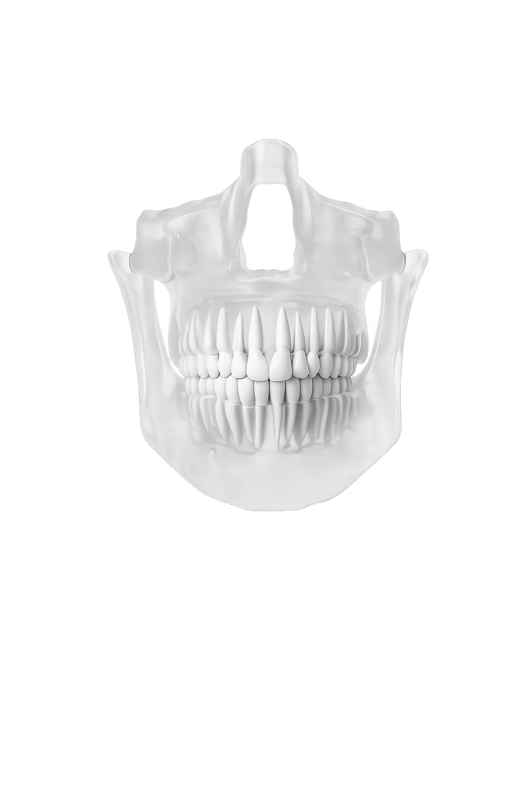 Anatomical illustration of a human skull showing teeth, jaw, and airway structure